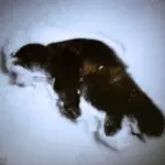 Макар Терёшин – Поля падения 8