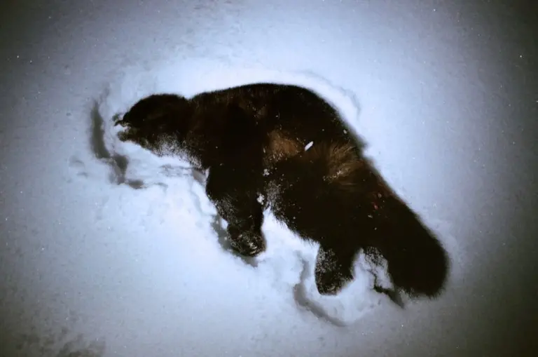 Макар Терёшин – Поля падения 8