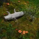 Анна Monkandmoss – Места 11