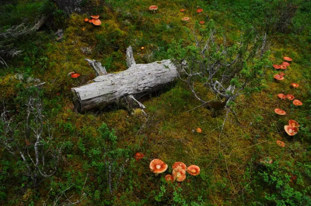 Места 11 Анна Monkandmoss – Места 11