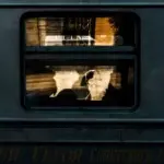 Константин Вихров – Светлый альбом 15