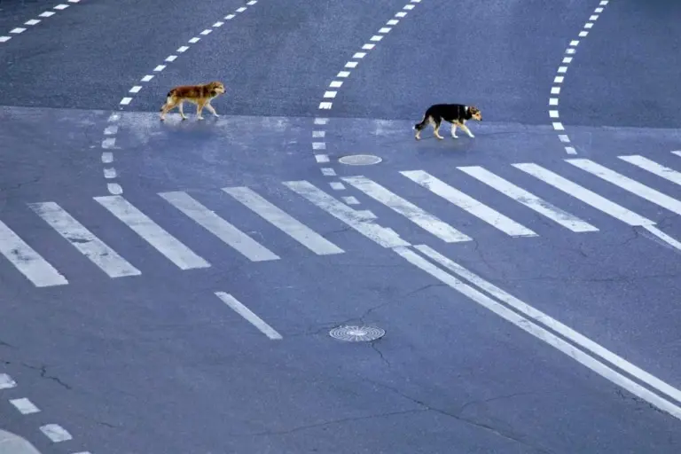 Вивиан Дель Рио – Москва 19