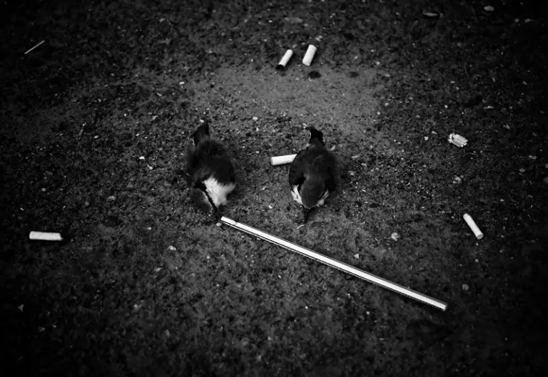 Янина Болдырева – Нонсенс 21