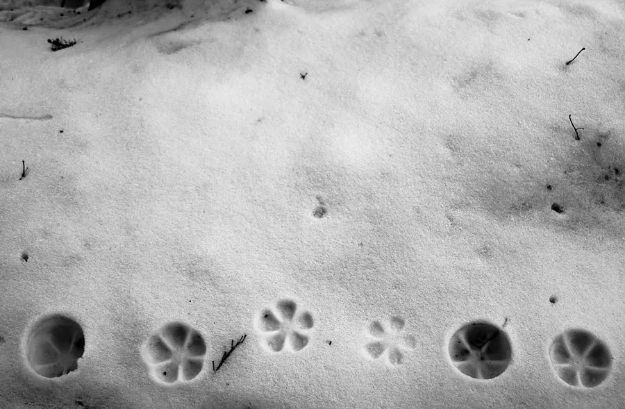 Нонсенс 30 Янина Болдырева – Нонсенс 30