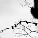 Янина Болдырева – Нонсенс 35