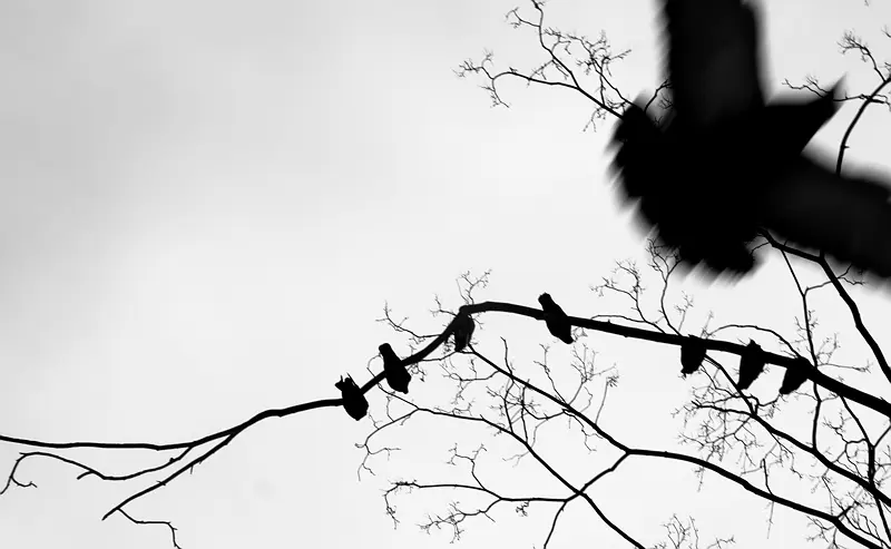 Нонсенс 35 Янина Болдырева – Нонсенс 35