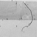 Янина Болдырева – Нонсенс 4