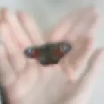 Янина Болдырева – Погружение 18