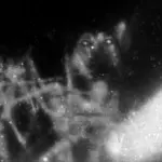 Янина Болдырева – Погружение 19