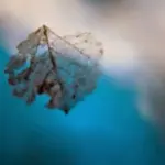 Янина Болдырева – Погружение 2