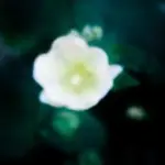 Янина Болдырева – Погружение 29