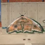 Андрей Druce Boxcar – Фауна 5