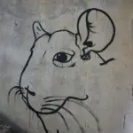 Андрей Druce Boxcar – Шиншилла 1