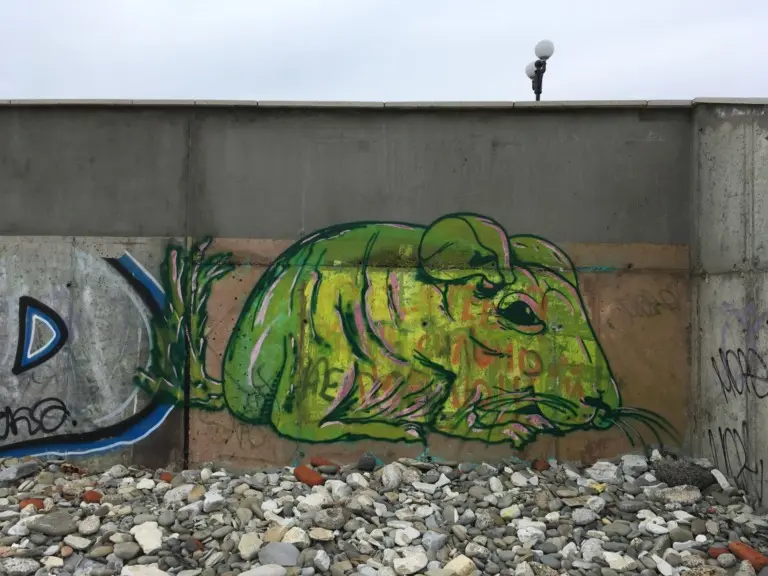 Андрей Druce Boxcar – Шиншилла 10