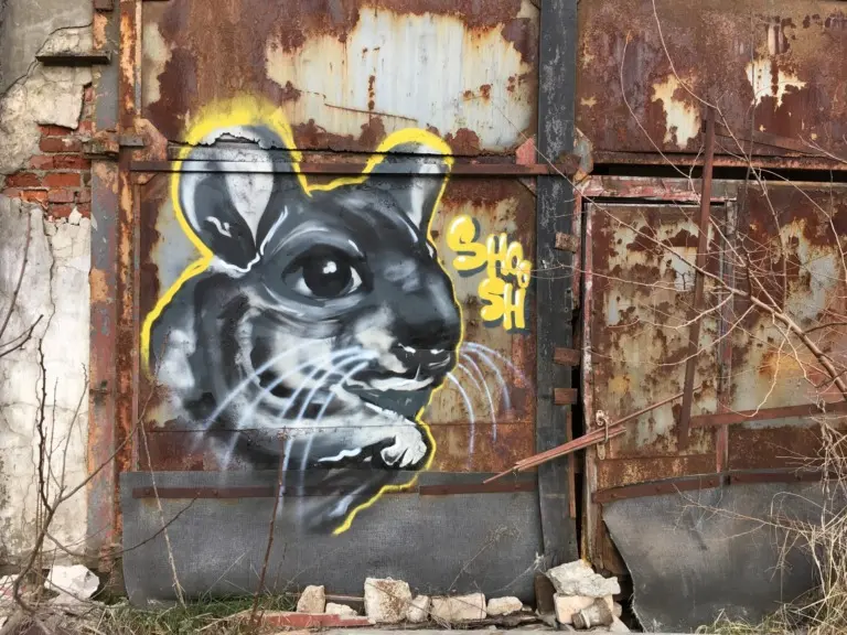 Андрей Druce Boxcar – Шиншилла 4