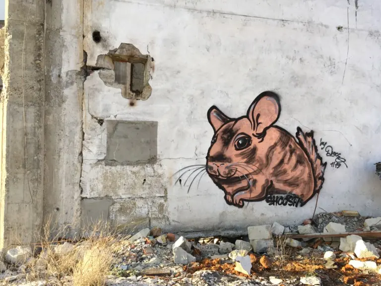 Андрей Druce Boxcar – Шиншилла 5