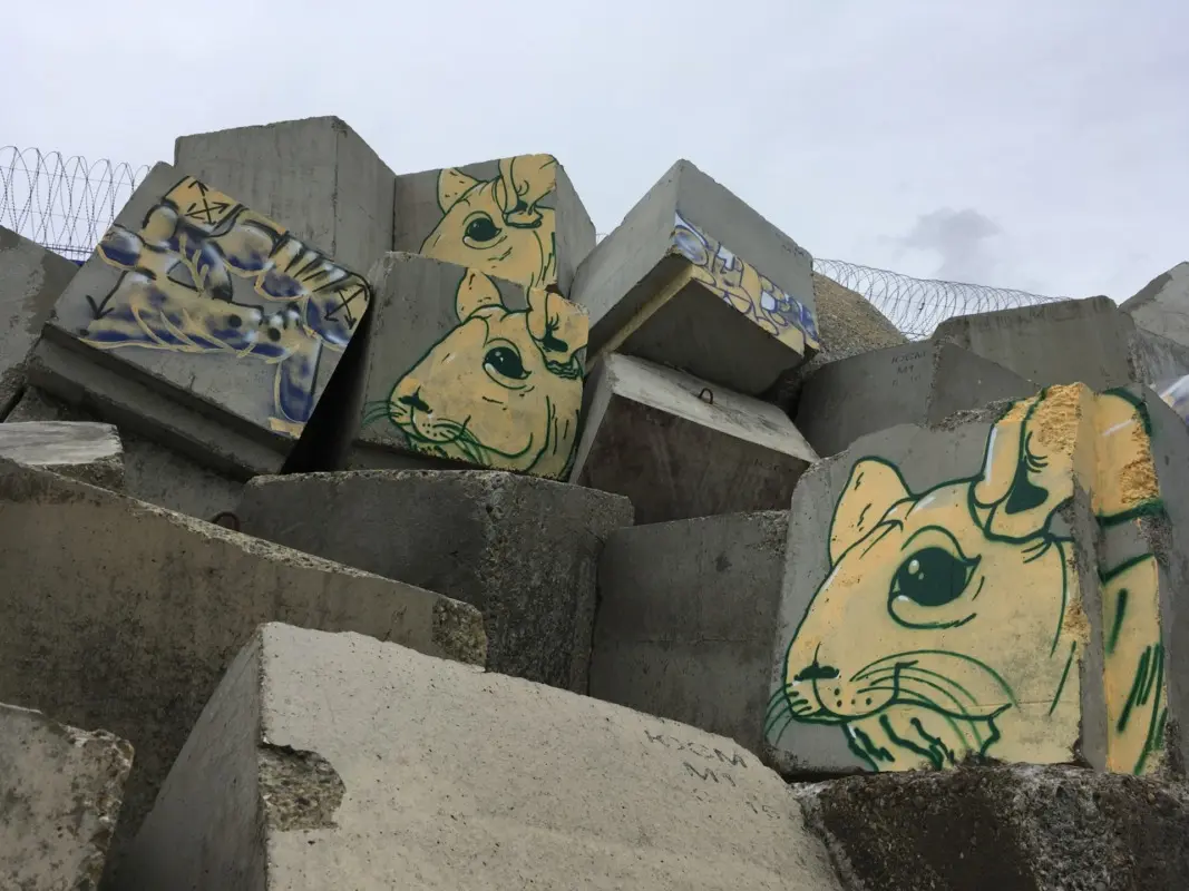 Андрей Druce Boxcar – Шиншилла 8