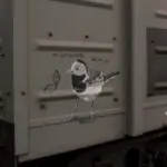 Андрей Druce Boxcar – Фауна 34