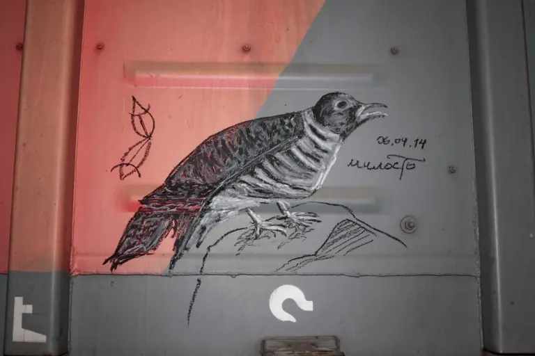 Андрей Druce Boxcar – Фауна 35