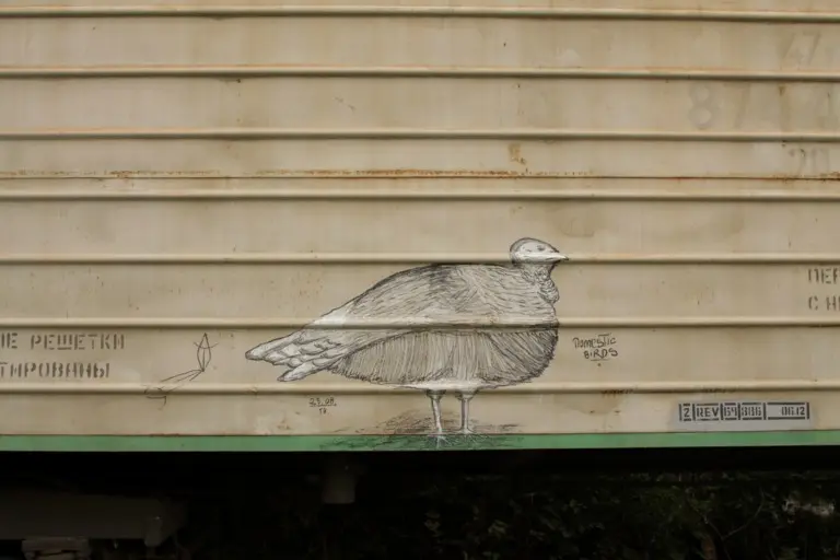 Андрей Druce Boxcar – Фауна 9