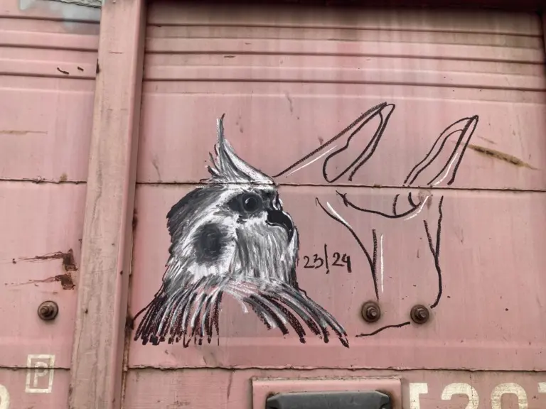 Андрей Druce Boxcar – Фауна 95