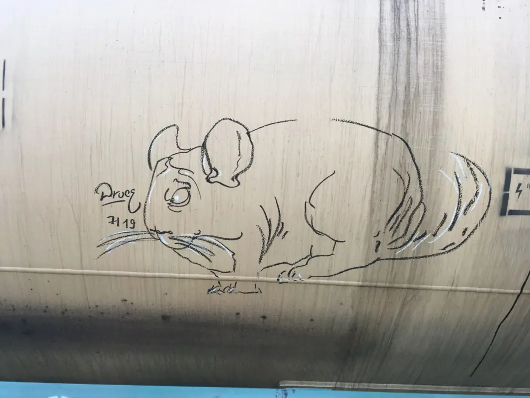 Андрей Druce Boxcar – Шиншилла 10