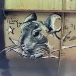 Андрей Druce Boxcar – Шиншилла 11