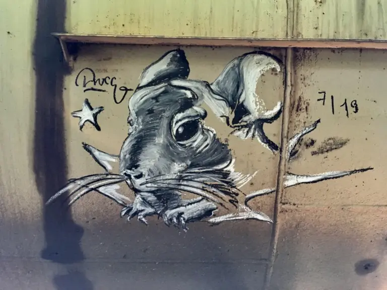 Андрей Druce Boxcar – Шиншилла 11