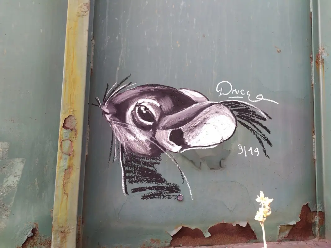 Андрей Druce Boxcar – Шиншилла 16