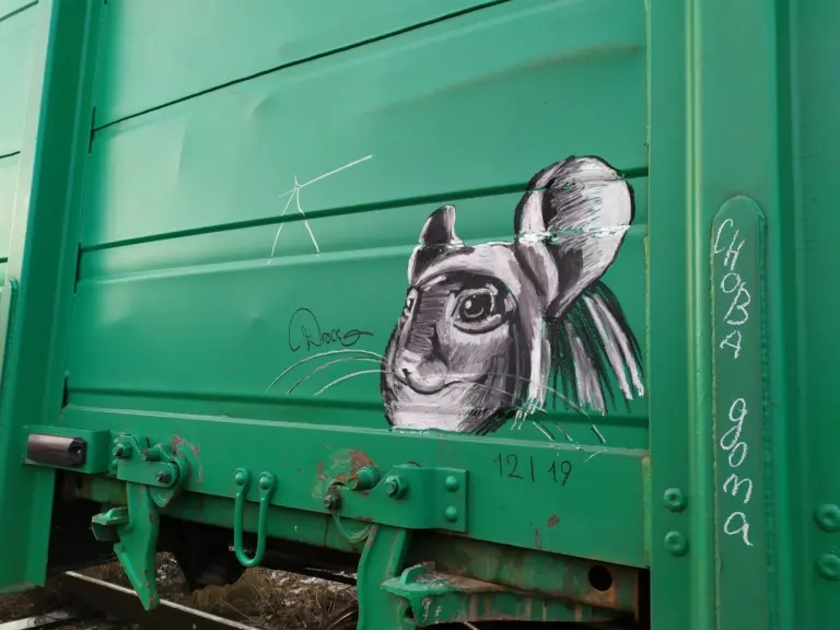 Андрей Druce Boxcar – Шиншилла 17