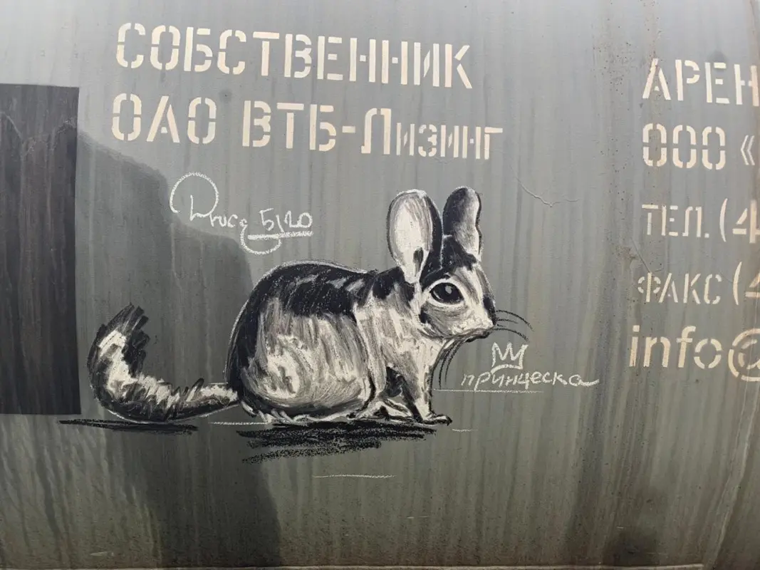 Андрей Druce Boxcar – Шиншилла 22