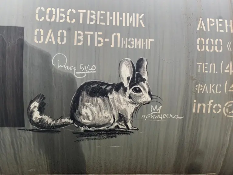 Андрей Druce Boxcar – Шиншилла 22