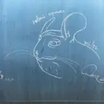 Андрей Druce Boxcar – Шиншилла 46