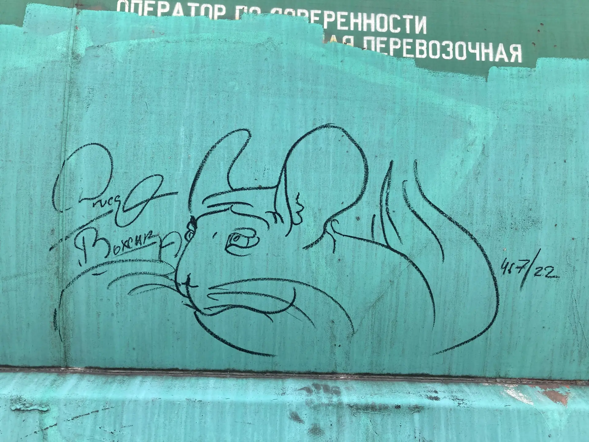 Шиншилла 48 Андрей Druce Boxcar – Шиншилла 48