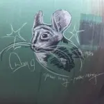 Андрей Druce Boxcar – Шиншилла 55