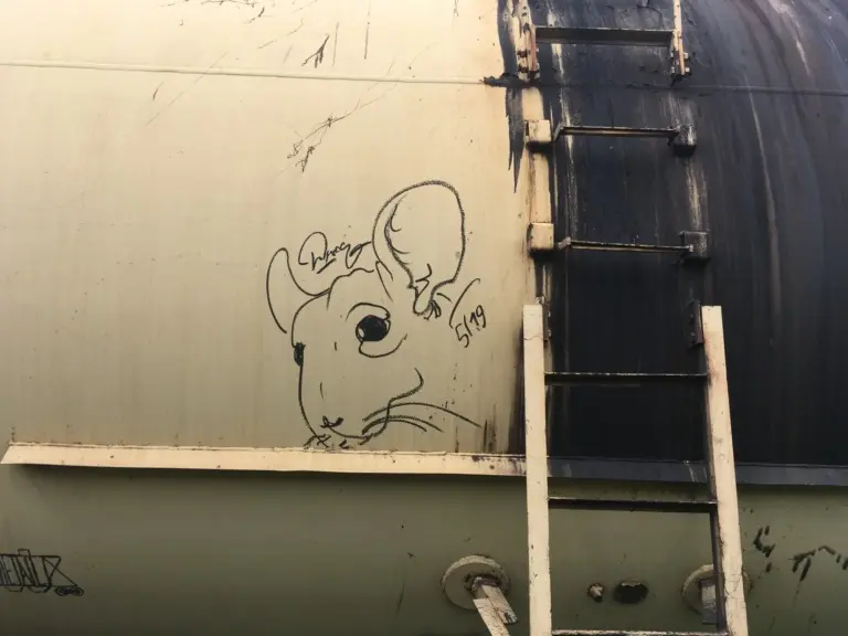 Андрей Druce Boxcar – Шиншилла 6